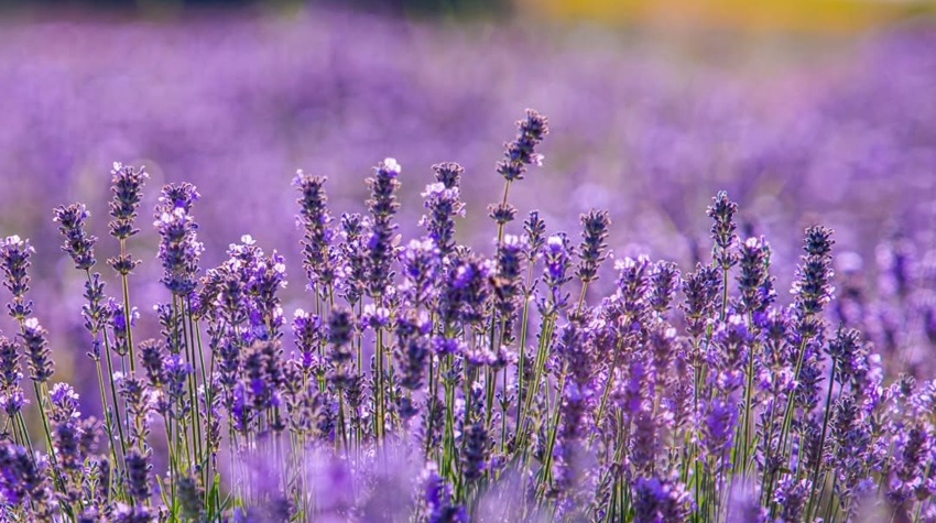 KADA LJUBINJE ZAMIRIŠE NA LAVANDU – LJEPOTA KOJA ZASJENI I TOSKANU